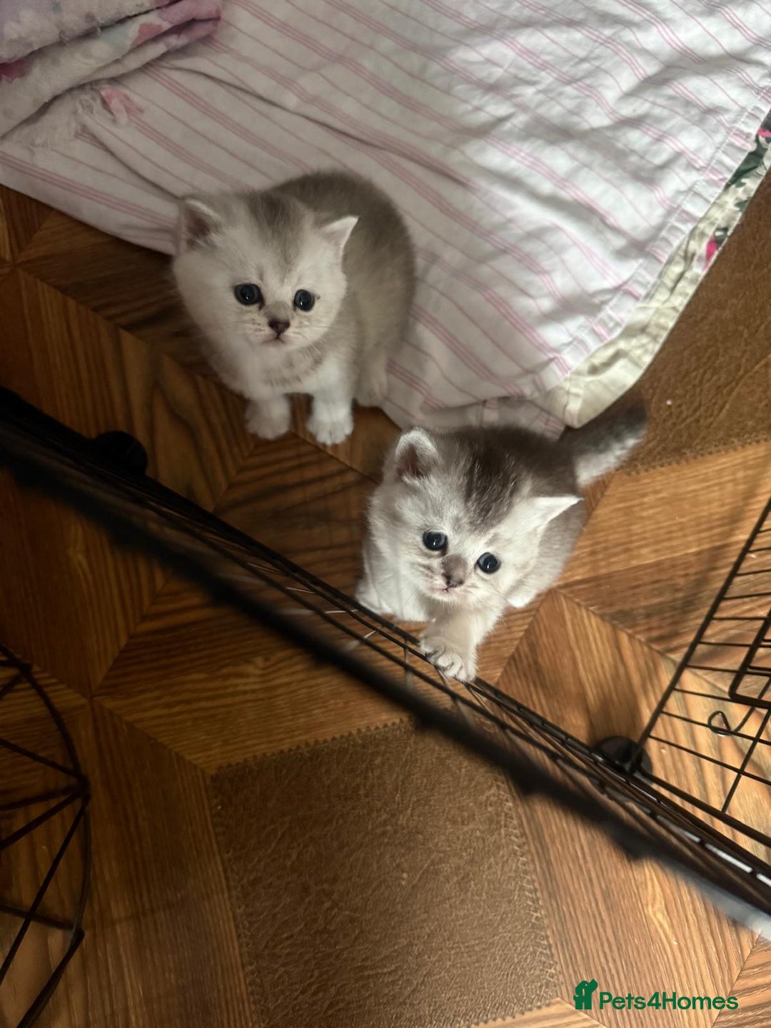 British Shorthair cats for sale: 🥰Beautiful kittens with rare colouring🥰 - Image 37