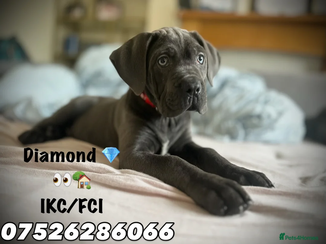 Cane Corso dogs for sale: Balestra Magica Corso IKC/FCI ❤️Last Girl Left❤️ - Advert 2