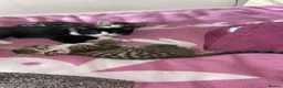 Bengal cats for sale: Kitten’s and mother are ready for there homes - Advert 9