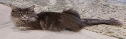 Maine Coon cats for sale: Beautiful TICA Registerered Maine Coon Girl - Advert 7