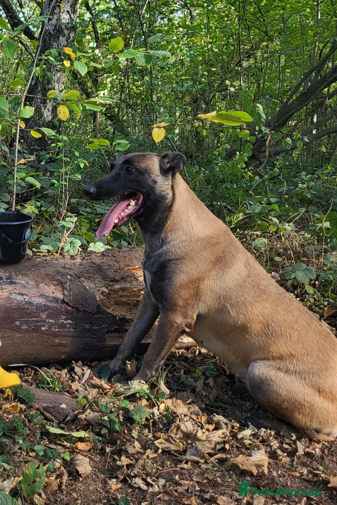 Belgian Shepherd Dog dogs for sale: Top quality Malinois puppies protectioning line - Advert 13