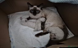 Ragdoll cats for sale: Ragdoll kittens (2 boys left) - Image 6