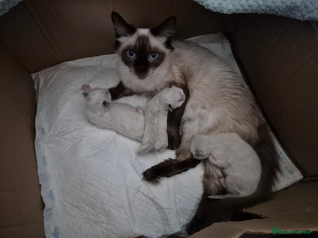 Ragdoll cats for sale: Ragdoll kittens (2 boys left) - Image 6