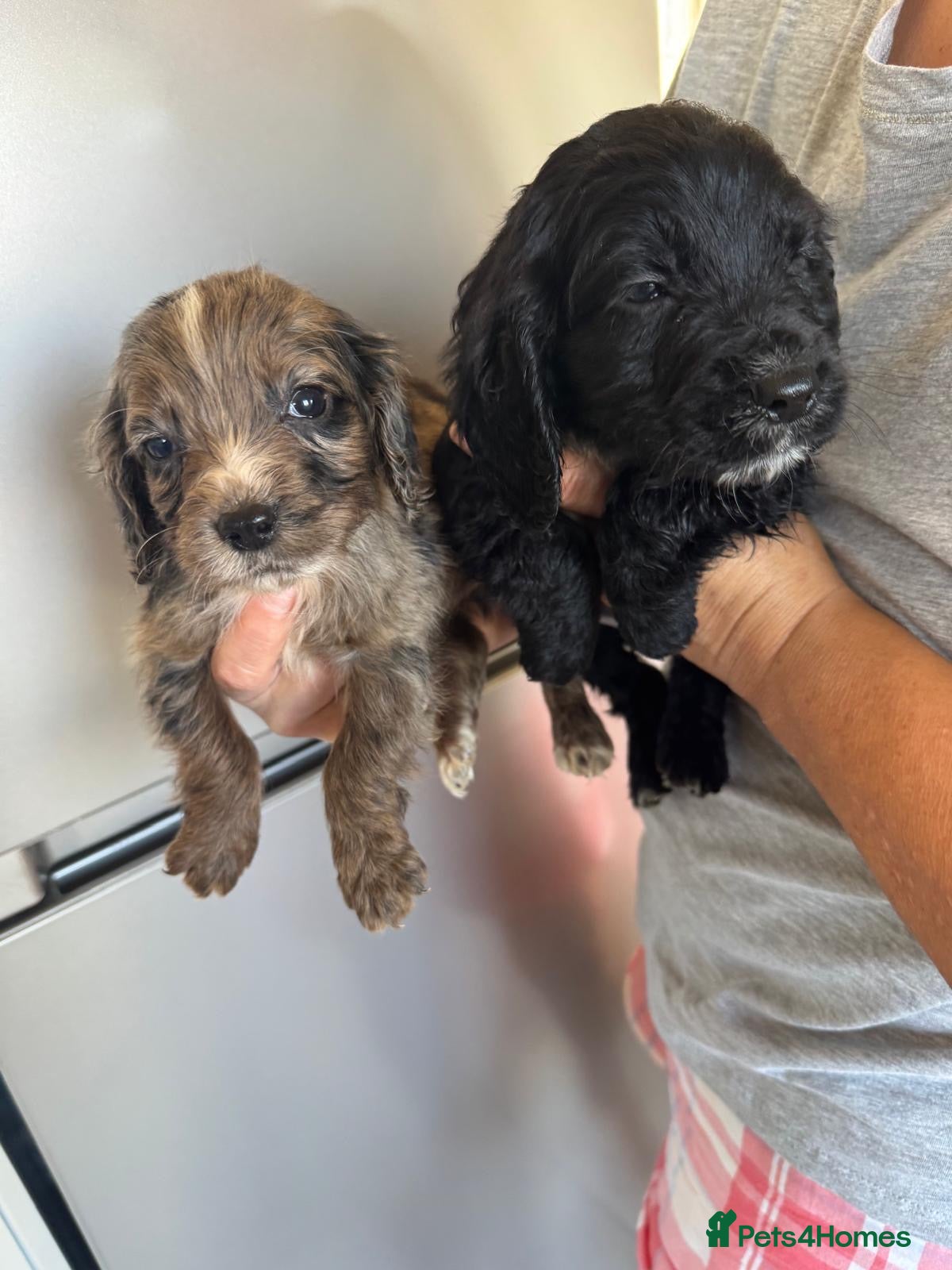 Cocker Spaniel dogs COCKER SPANIEL PUPS READY TO NOW LAST TWO - Advert 12