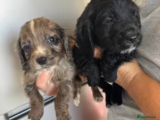 Cocker Spaniel dogs COCKER SPANIEL PUPS READY TO NOW LAST TWO - Advert 12