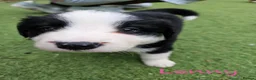 Border Collie dogs for sale: Stunning Border Collie Pups - Advert 4