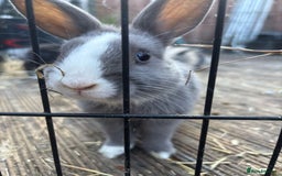 Mini Lop rabbits for sale: Grey and white babies for sale  - Image 6
