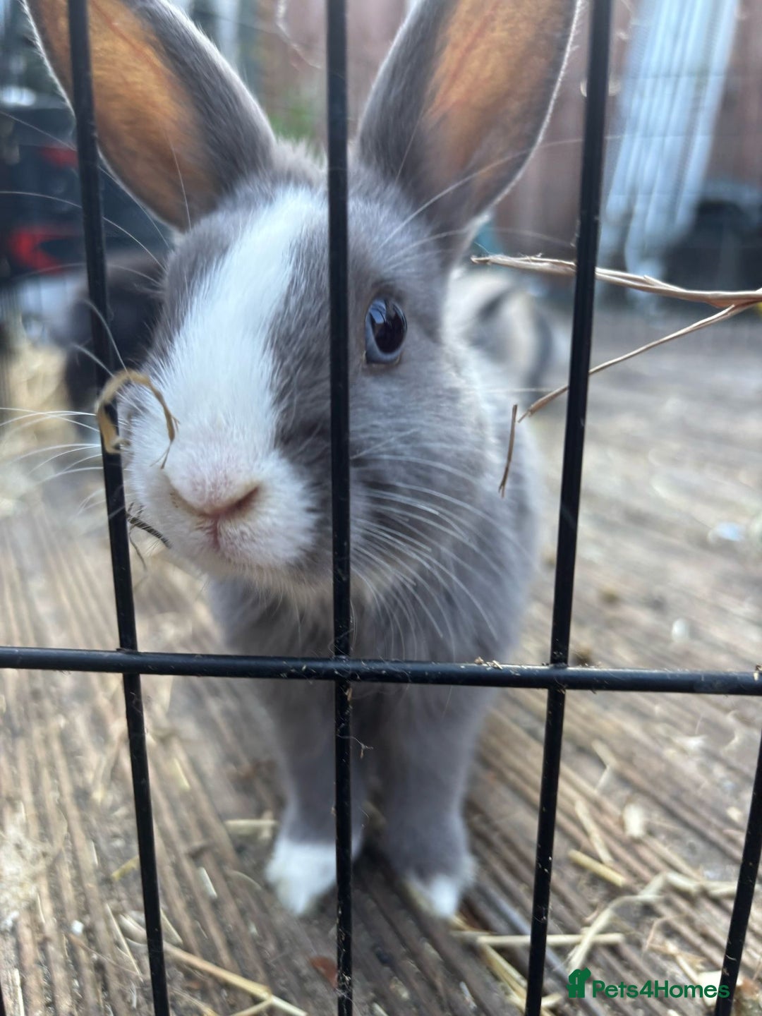 Mini Lop rabbits for sale: Grey and white babies for sale  - Image 6