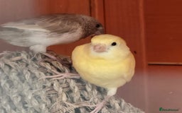Mixed Breed birds for sale: BIRD AVIARY INCLUDING ALL BIRDS  - Image 9