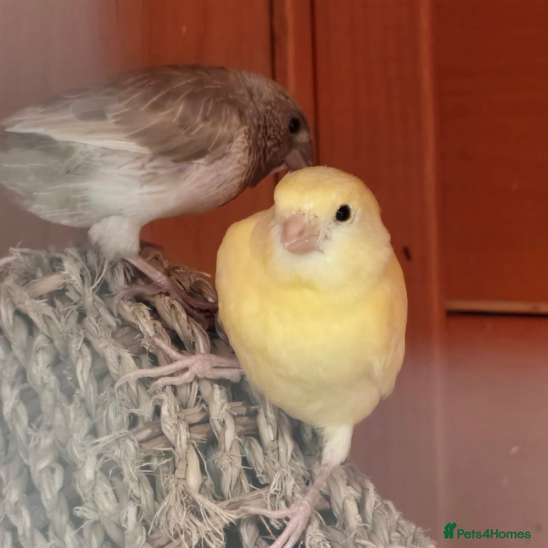 Mixed Breed birds for sale: BIRD AVIARY INCLUDING ALL BIRDS  - Image 9