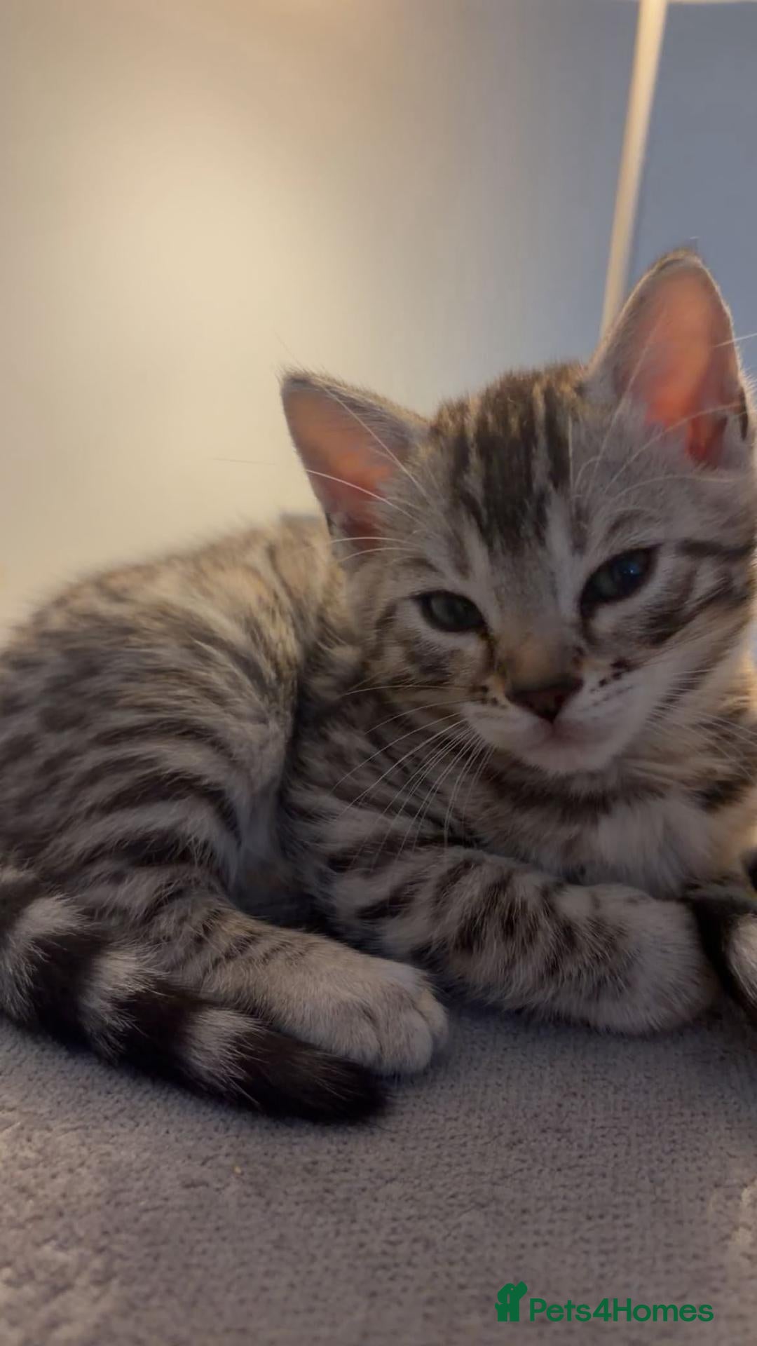 Bengal cats for sale: Adorable pedigree Bengal kittens. - Advert 2