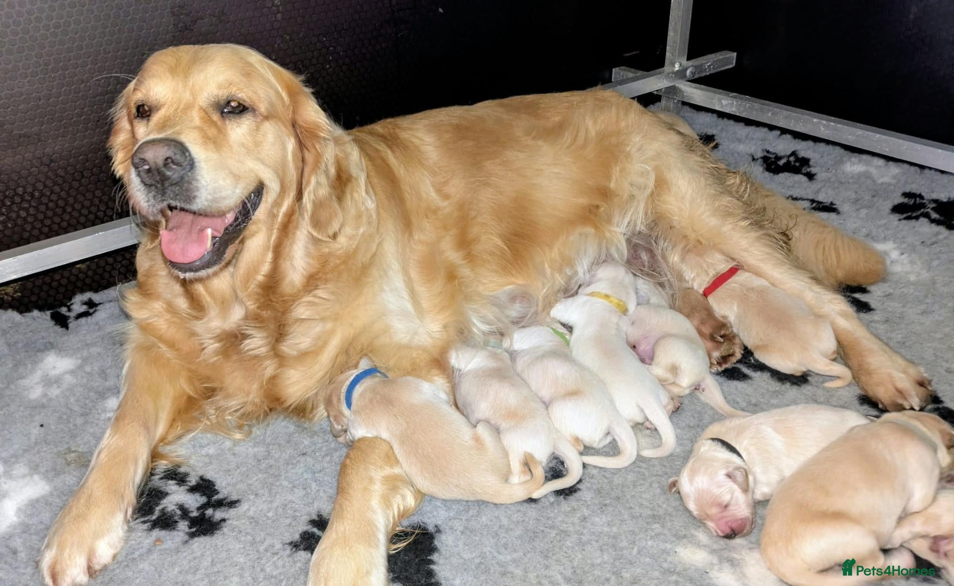 Golden Retriever dogs GOLDEN RETRIEVER PUPPIES - Advert 2