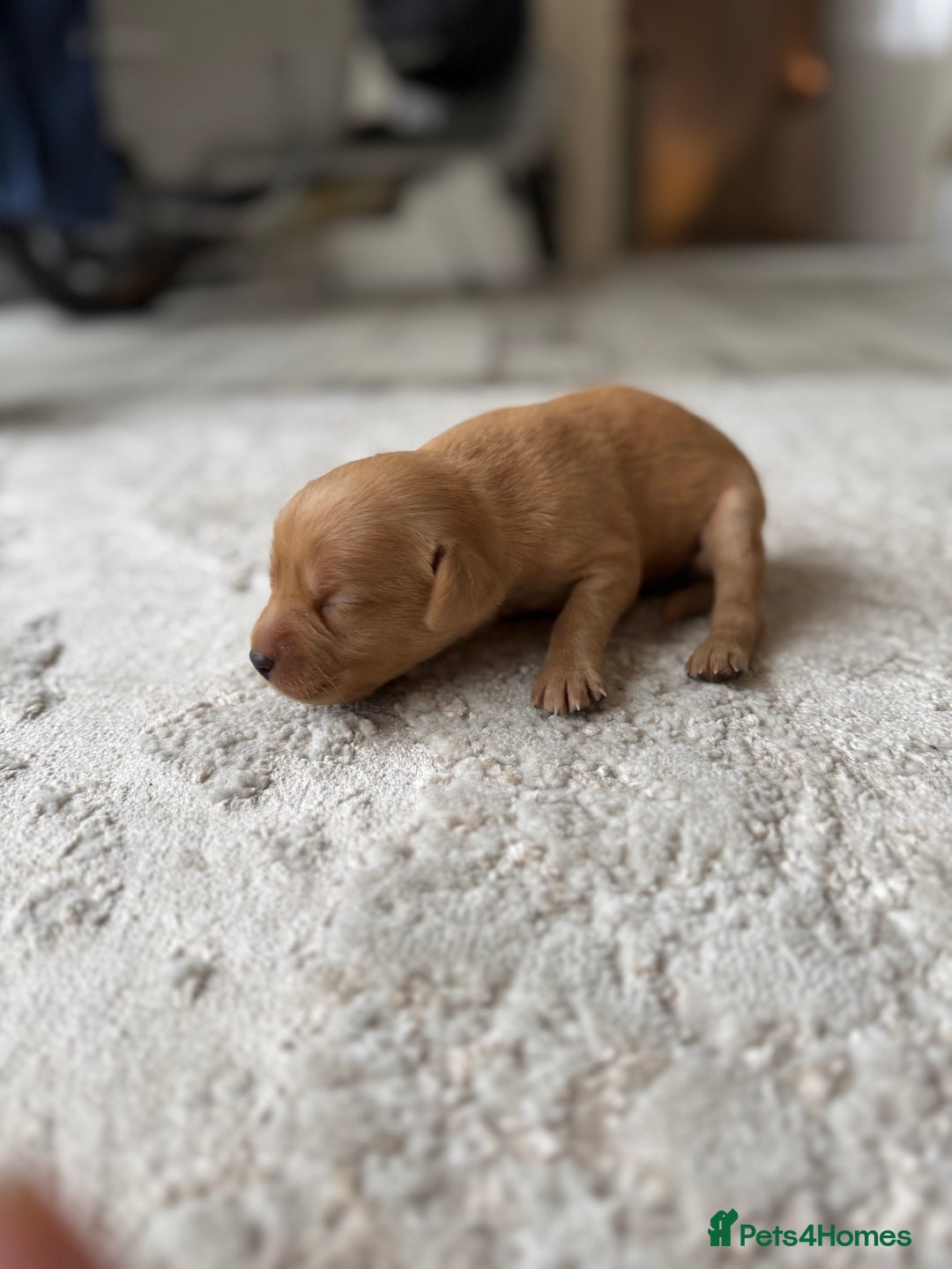 Labrador Retriever dogs for sale: Fox Red Labradors - Image 17