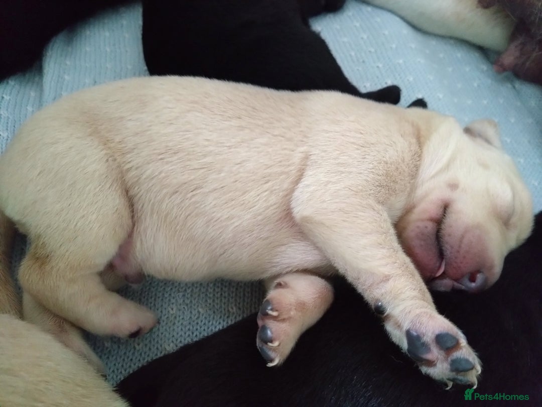 Labrador Retriever dogs for sale:  Labrador pups - Image 20