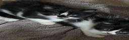 Mixed Breed cats for sale: Kittens ready to leave £50 in Rochester - Advert 5