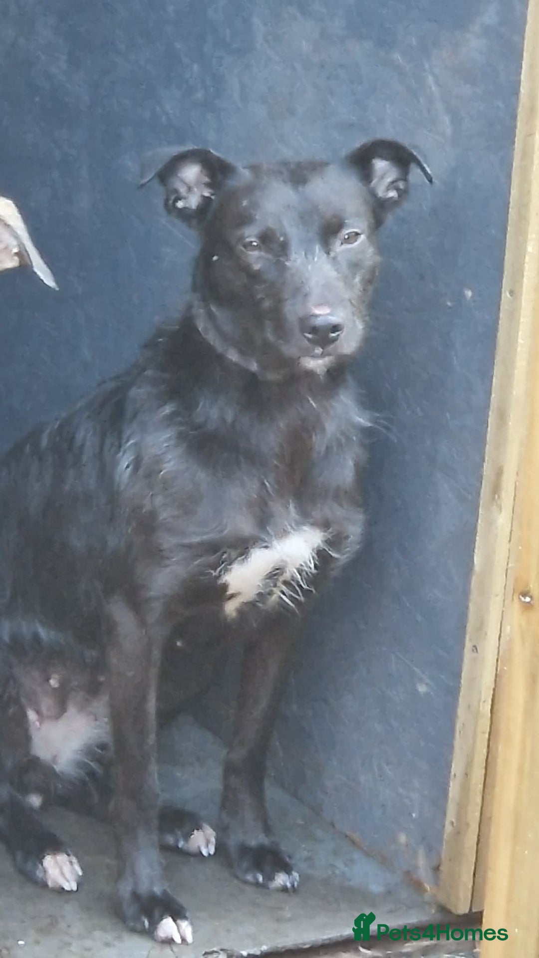 Mixed Breed dogs for sale: Lurcher 18 months old - Advert 2