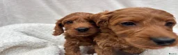 Cavapoo dogs for sale: Cavapoo puppies - Advert 15