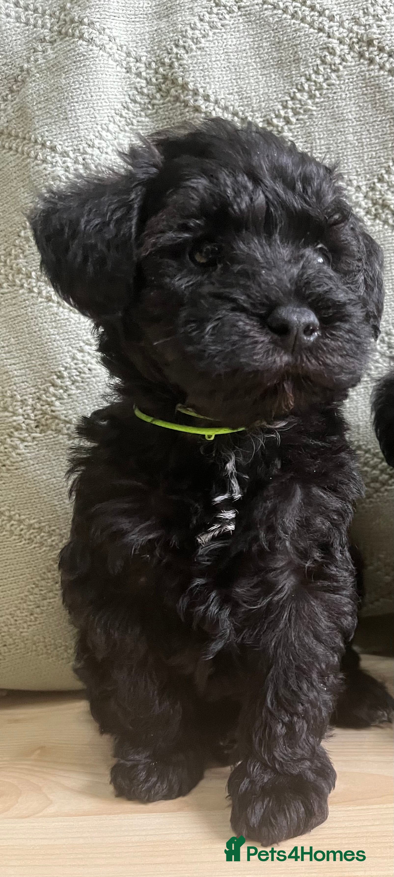 Schnoodle dogs Schnoodle pups for sale. Ready 11th October.  - Advert 2