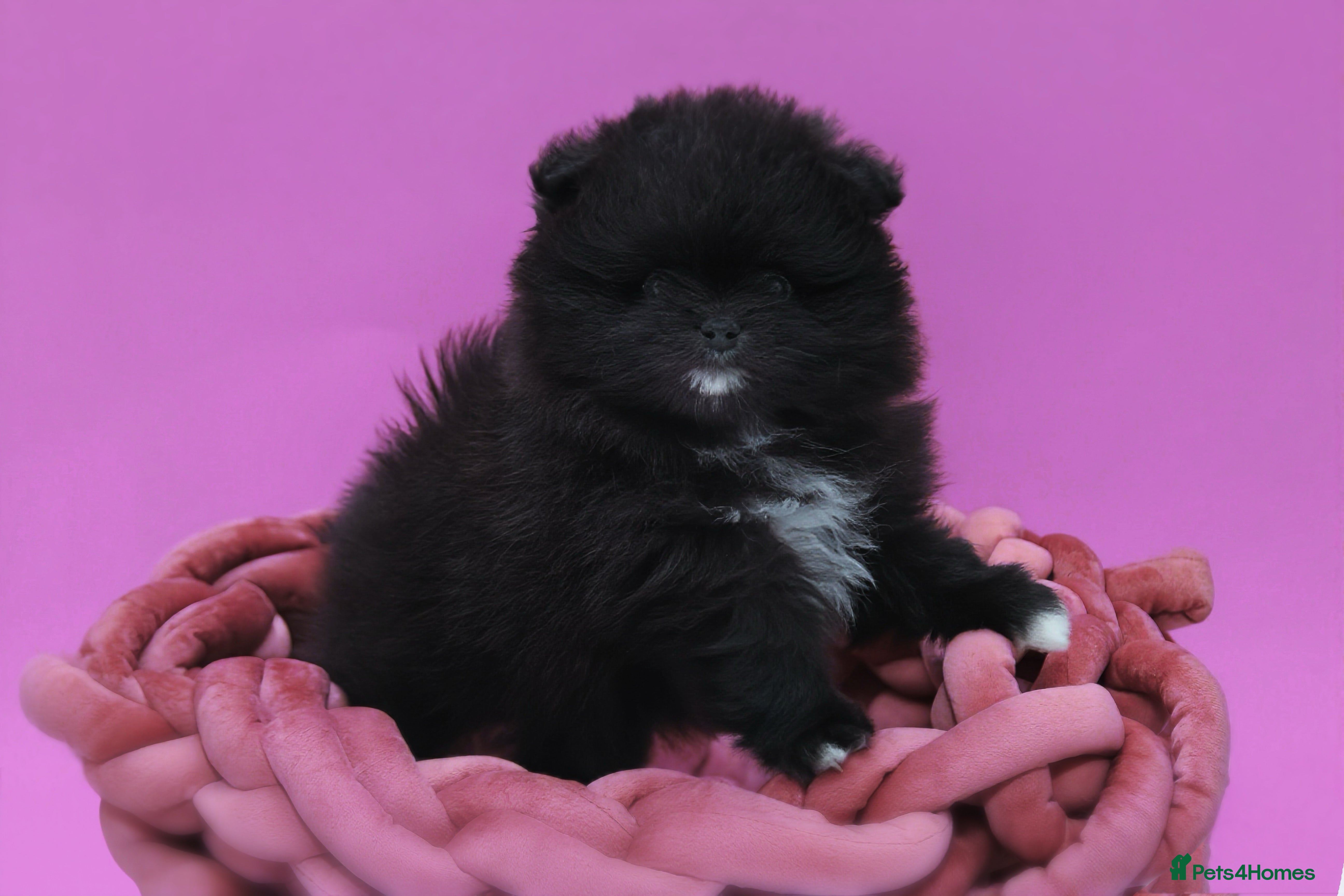 Pomeranian dogs Black Pomeranian puppy’s  - Advert 2