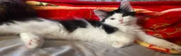 Mixed Breed cats for sale: 4 beautiful kittens= 1 female left - Advert 4