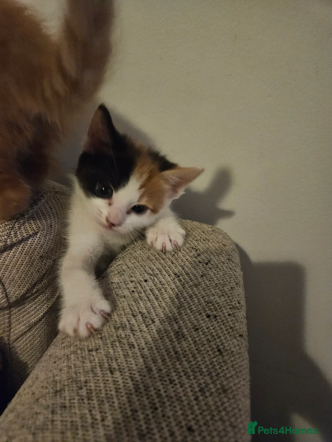 Mixed Breed cats for sale: Affectionate kittens - Advert 8