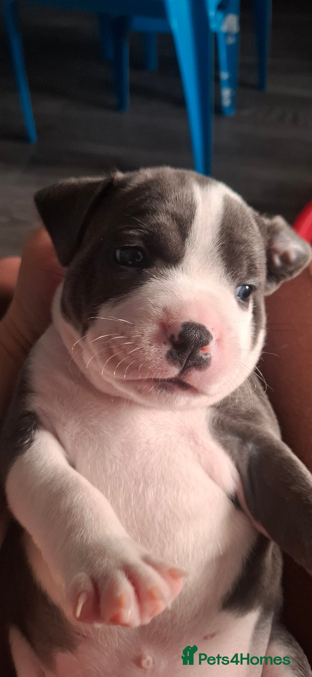 Staffordshire Bull Terrier dogs for sale: Blue Staffordshire bull terrier puppies  - Image 39