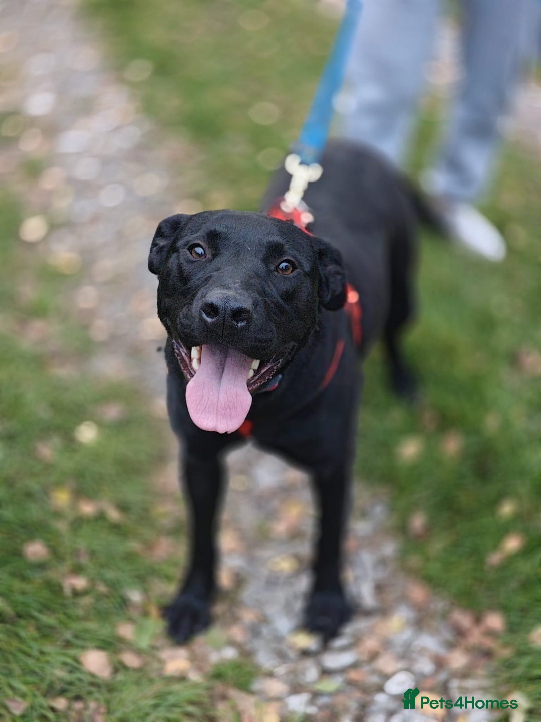 Mixed Breed dogs for adoption: ❤️NICOL❤️- Kind and Joyful 2-3 yo Labrador girl - Advert 2