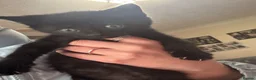 Mixed Breed cats for sale: kittens - Advert 10