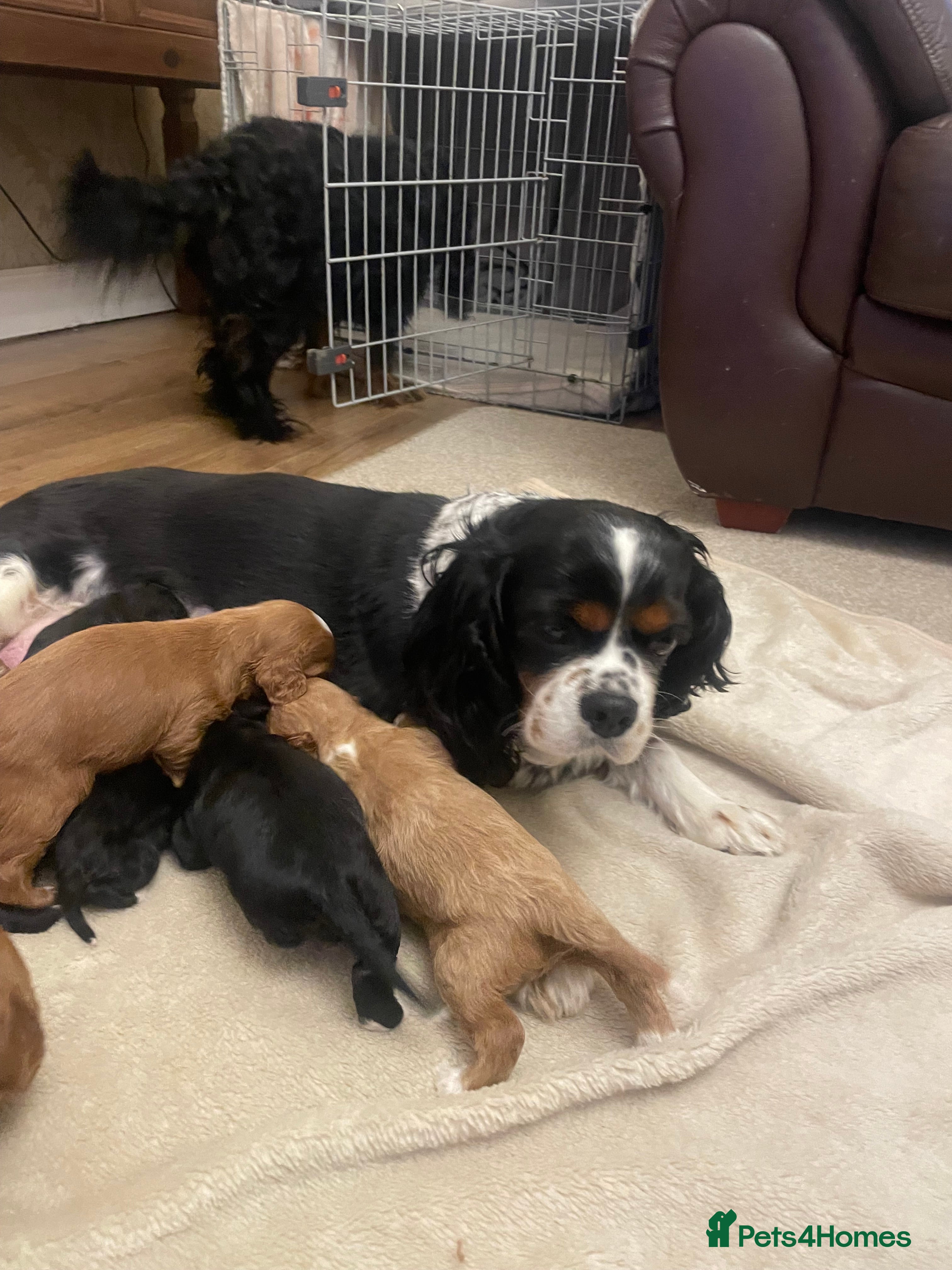 Cavapoo dogs Beautiful cavapoo puppies  - Advert 7