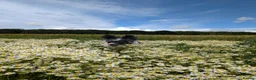 Bernedoodle dogs for sale: True Miniature sized Bernedoodles  - Advert 26