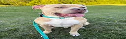 Mixed Breed dogs for sale: American bully - Advert 1