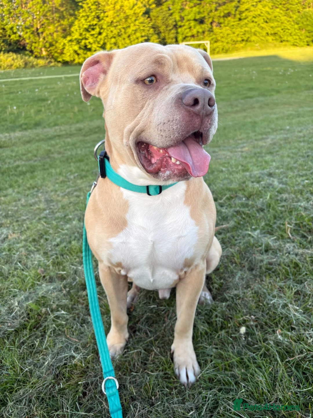 Mixed Breed dogs for sale: American bully - Advert 1