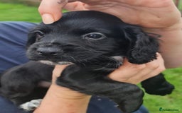 Cocker Spaniel dogs for sale: Gorgeous Cocker Pups - Image 21