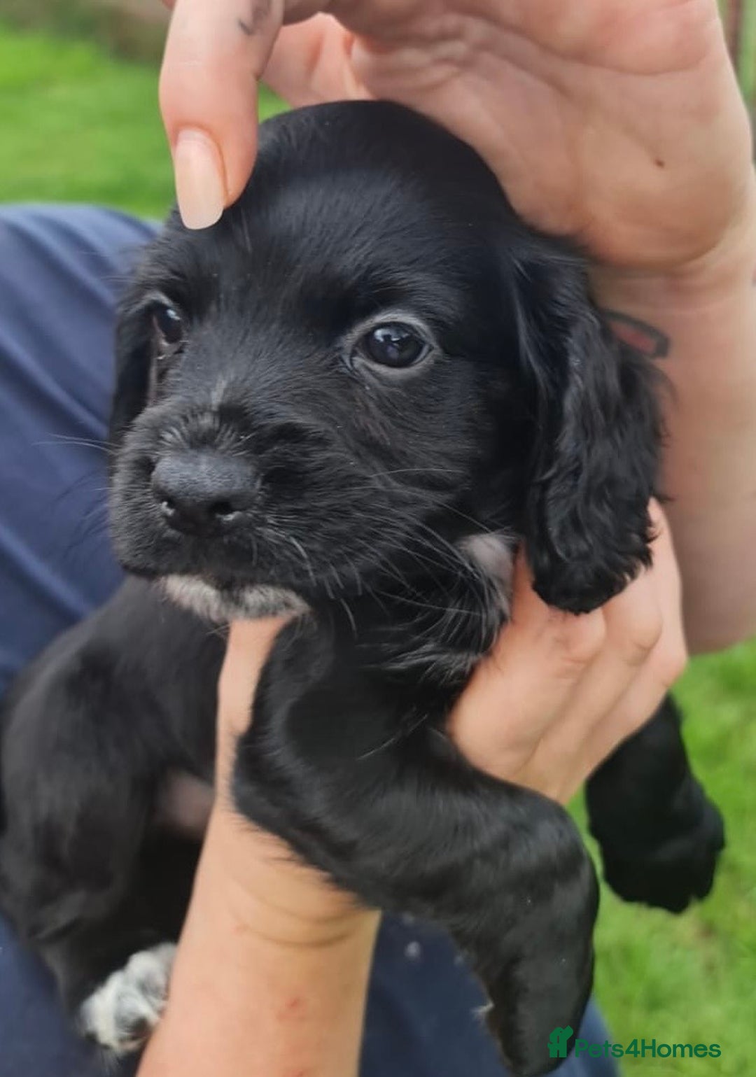 Cocker Spaniel dogs for sale: Gorgeous Cocker Pups - Image 21