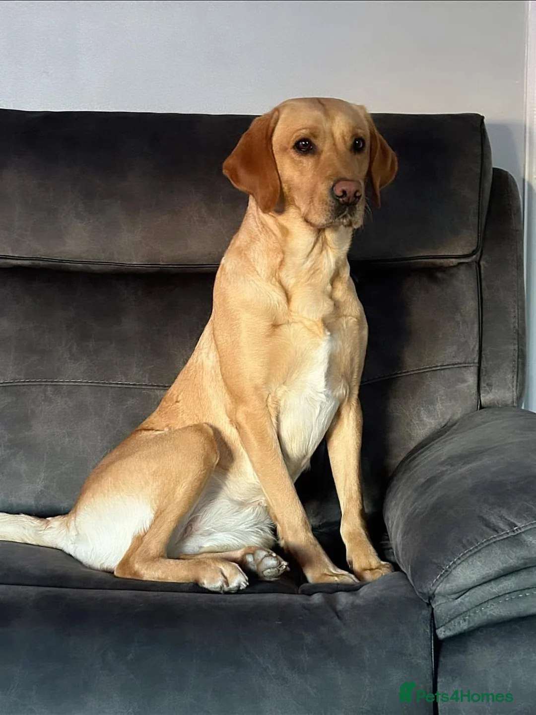 Labrador Retriever dogs for sale: Beautiful Fox Red KC Labrador puppies  - Advert 2