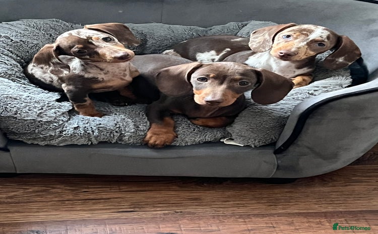 Miniature Dachshund dogs - Advert 2