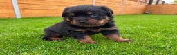 Rottweiler dogs for sale: KC Registered German Line Rottweiler Puppies 🐾🐾 - Advert 9