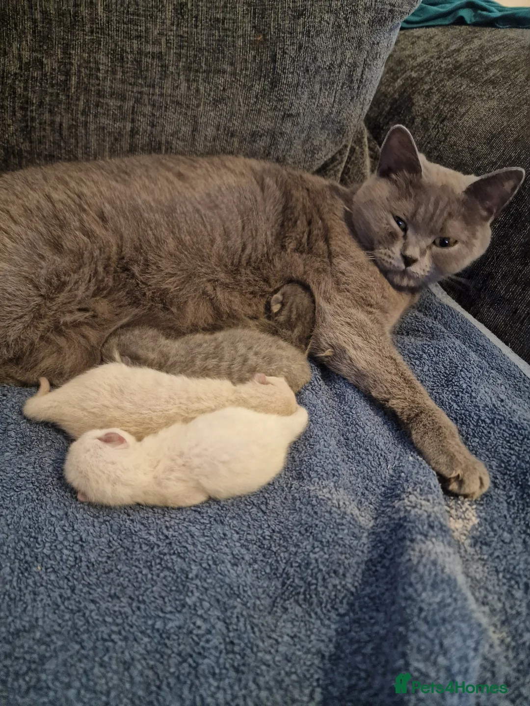 British Shorthair cats for sale: Rare British shorthair kittens - Advert 10