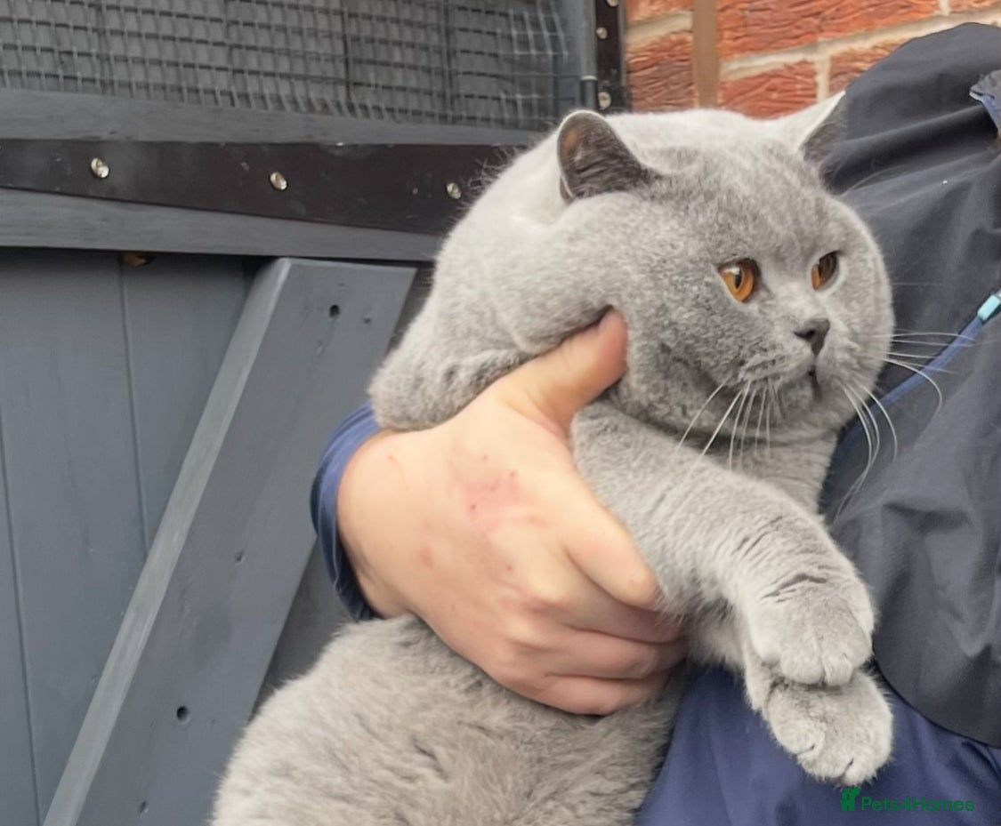 British Shorthair cats GCCF CHAMPION STUD FOR SALE  - Advert 16