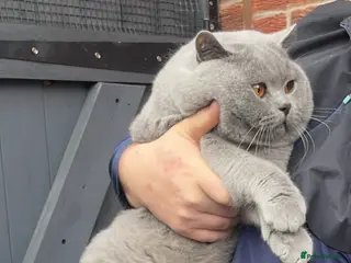 British Shorthair cats GCCF CHAMPION STUD FOR SALE - Advert 16