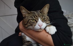 Mixed Breed cats for sale: a male cat  - Image 3