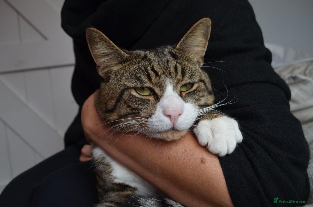 Mixed Breed cats for sale: a male cat  - Image 3