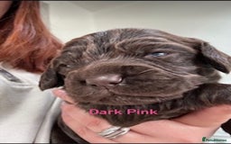 Cocker Spaniel dogs for sale: Chocolate Cocker Spaniel’s  in Crook - Image 11