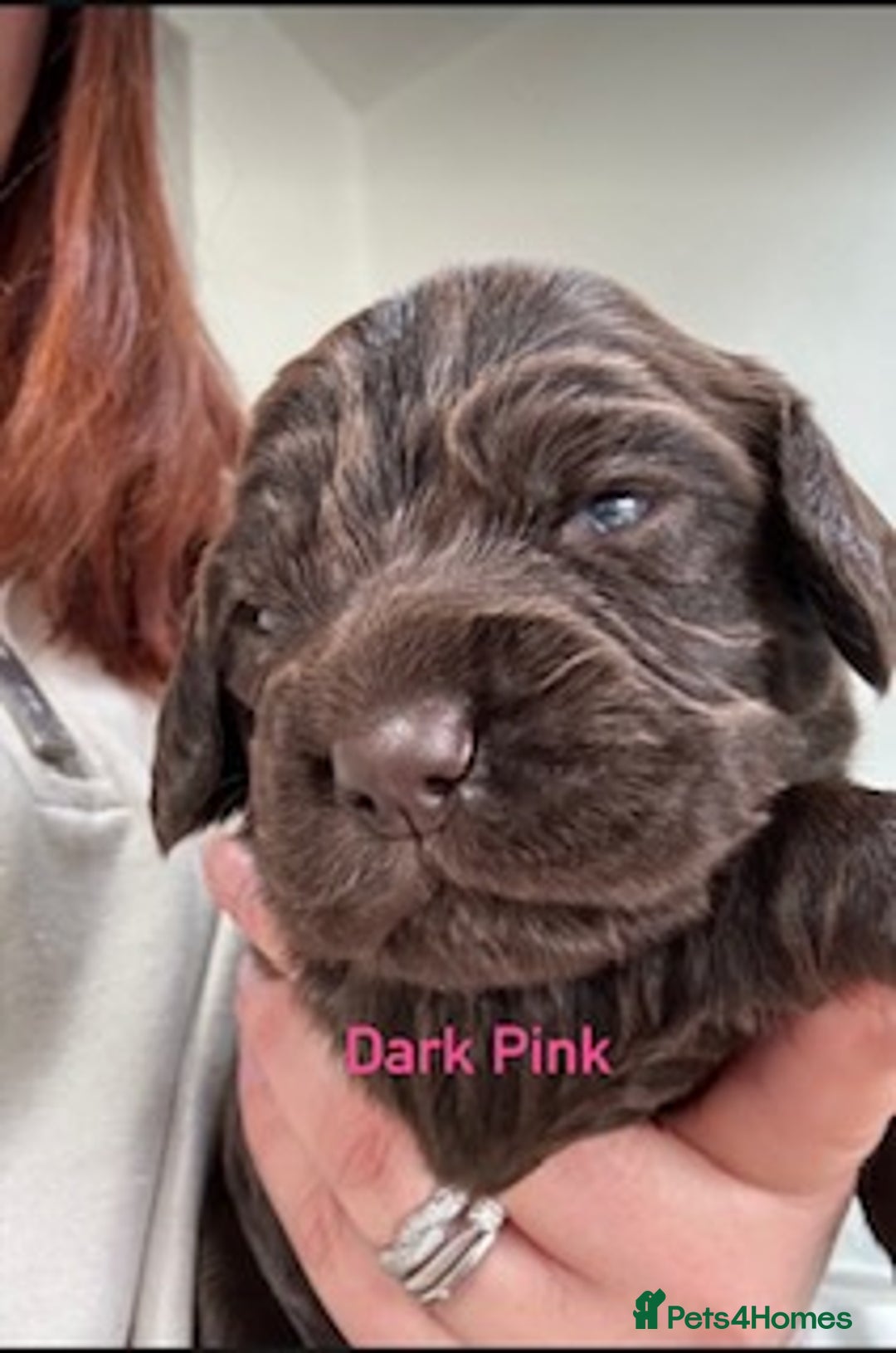 Cocker Spaniel dogs for sale: Chocolate Cocker Spaniel’s  in Crook - Image 11