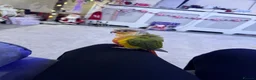 Conures birds for sale: Conure in Romford - Advert 6