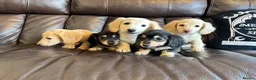 Miniature Dachshund dogs for sale: (3left, ready) Long haired miniature Dachshund  - Advert 9