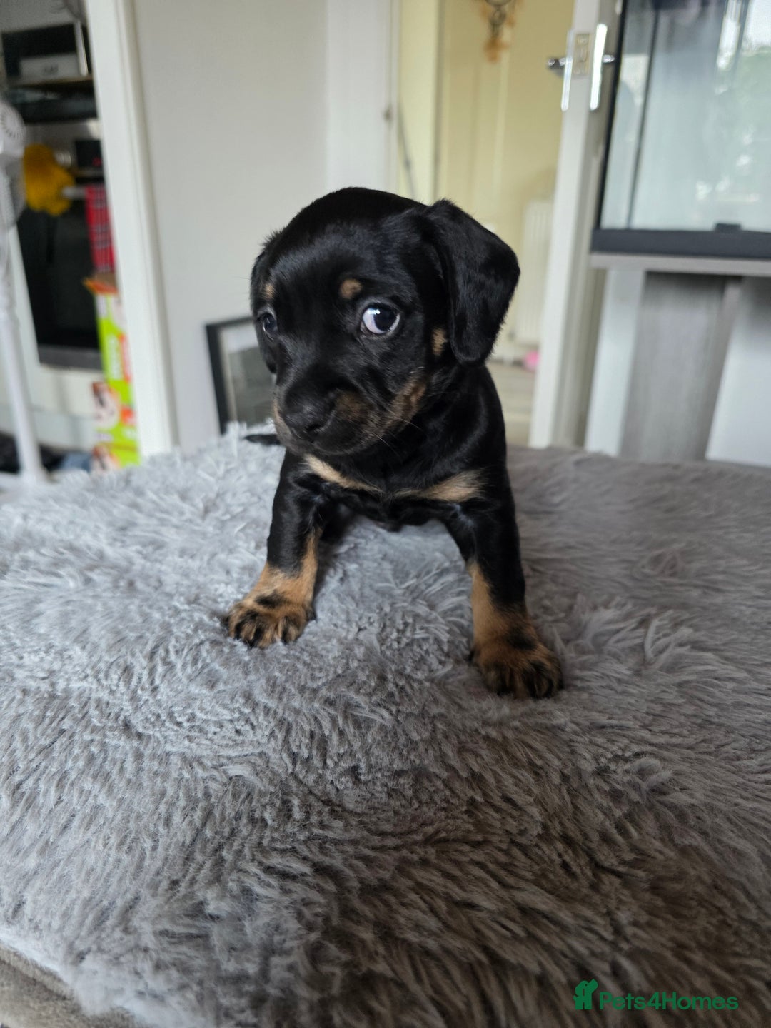 Mixed Breed dogs for sale: Dachshund x terrier puppys - Image 6