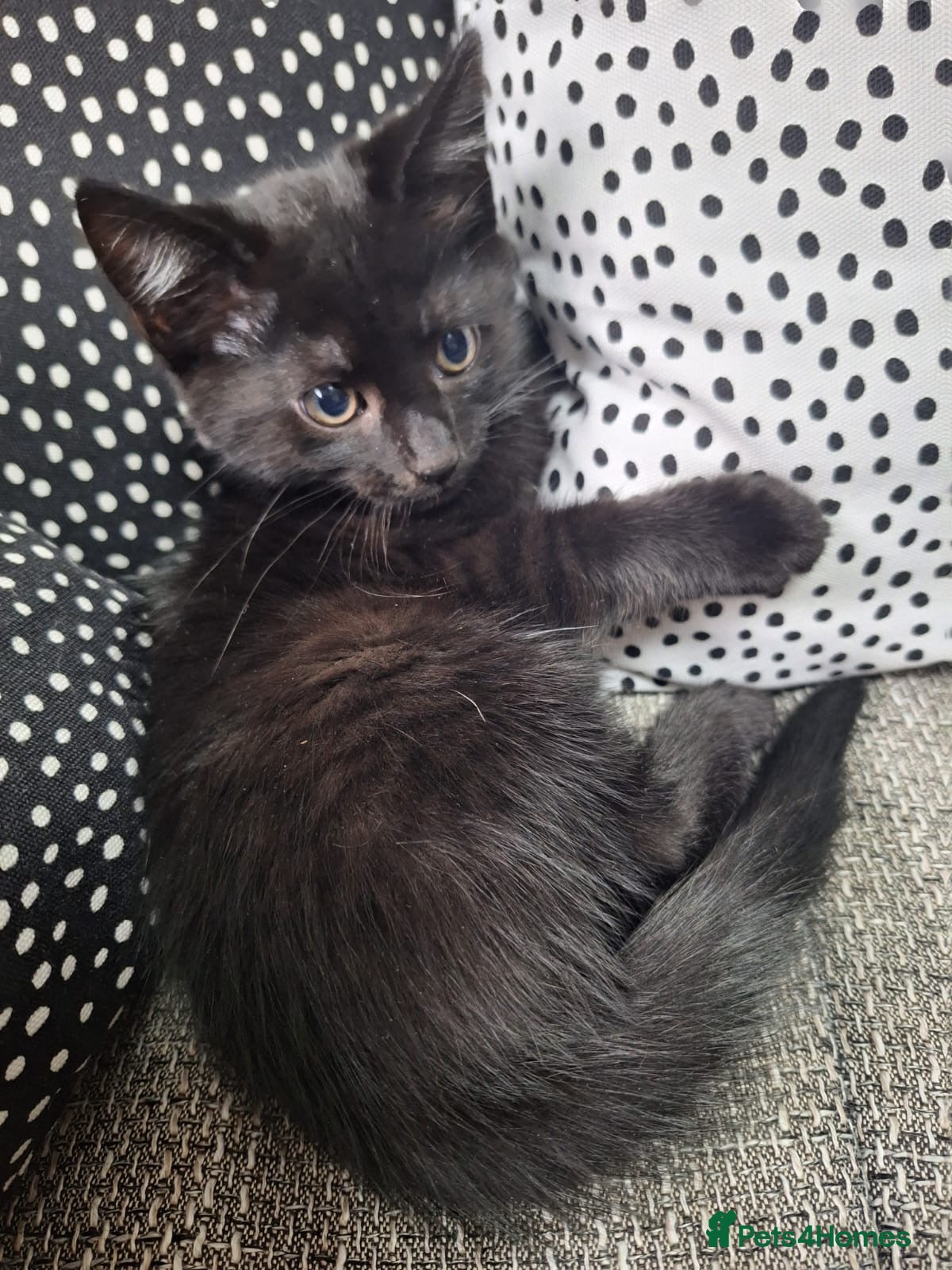 Mixed Breed cats Adorable kittens ready for their new home - Advert 20