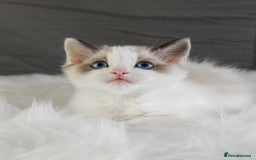 Ragdoll cats for sale: Retired Qeen Ragdoll Seal Bi Color  - Image 6