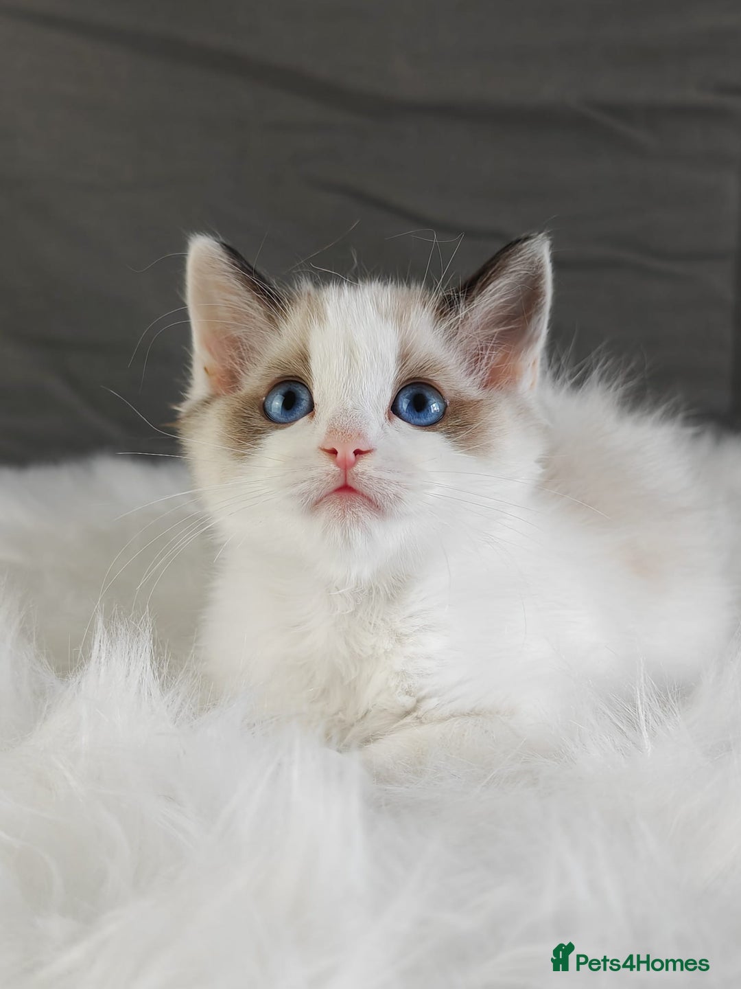 Ragdoll cats for sale: Retired Qeen Ragdoll Seal Bi Color  - Image 6